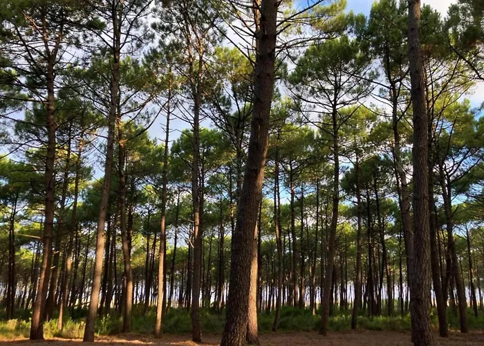 Apartament In By The *